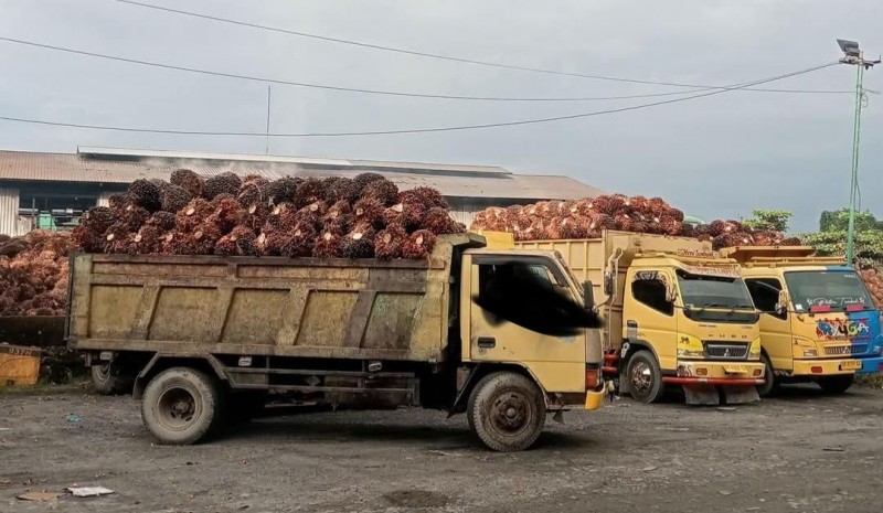 Manipulasi Harga TBS, Kelompok Cipayung Plus Desak Pemerintah Palas Tutup PKS