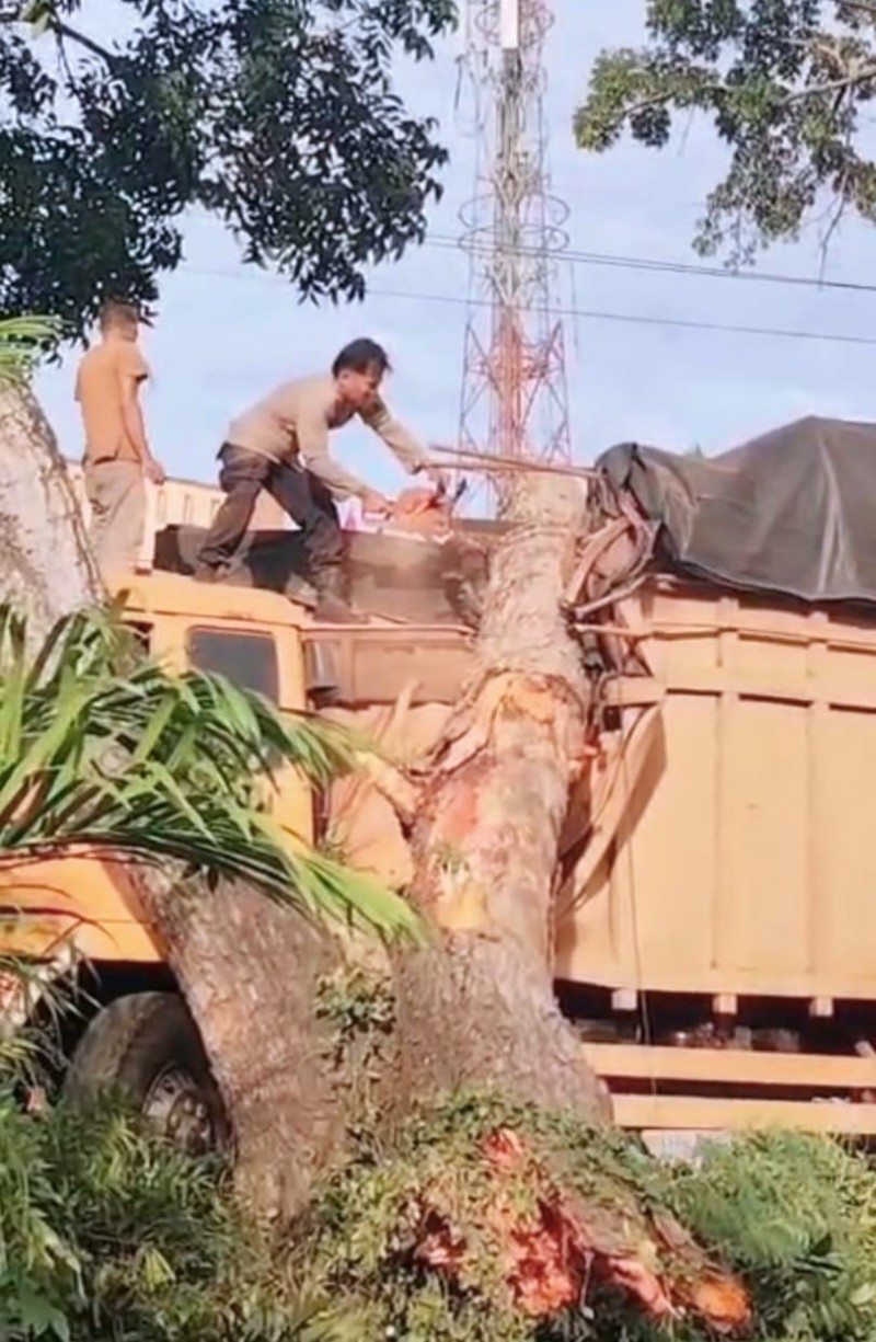 Polisi Evakuasi Pohon Tumbang Timpa Truk