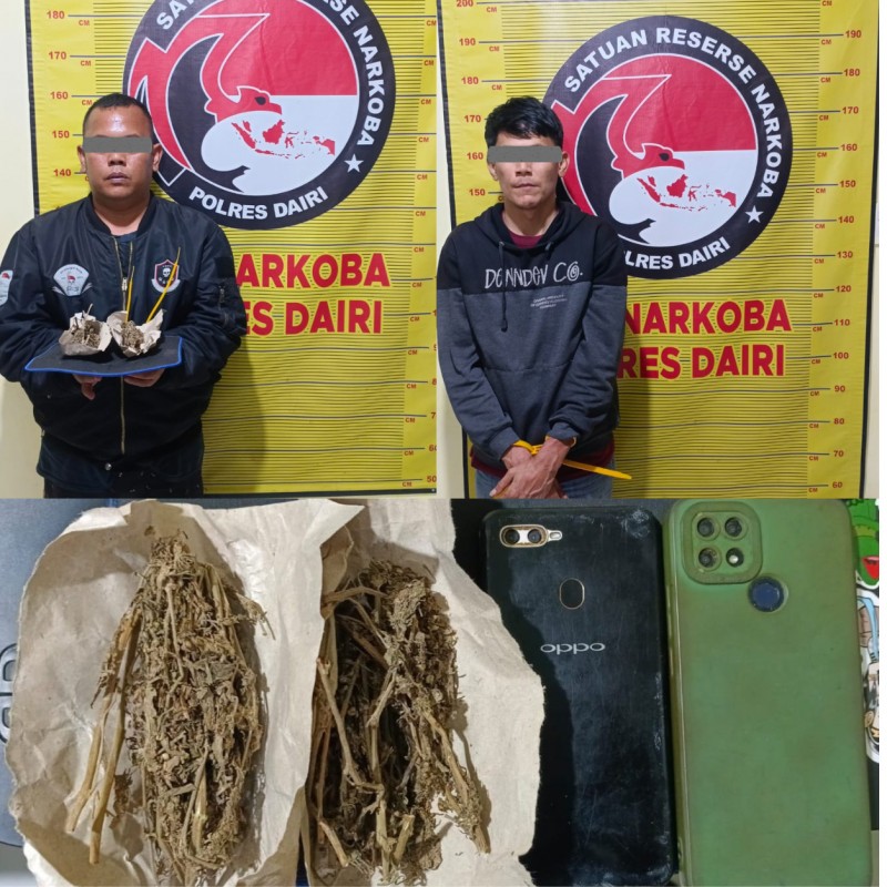 Kurir dan Pengedar Ganja di Bintang Mersada Berhasil Dibekuk Polres Dairi