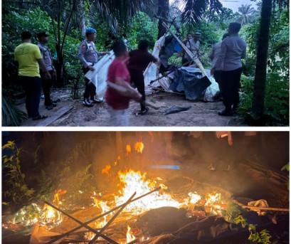 Polsek Aek Natas Gelar Grebek Sarang Narkoba Di Perkebunan Sawit Warga  Di  Kelurahan Bandar Durian