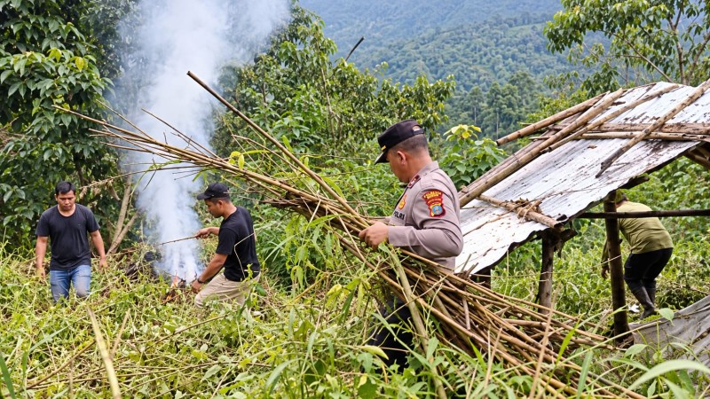 Polri dan TNI Temukan Tanaman Ganja di Sibolangit
