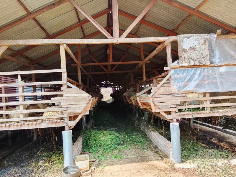 Warga Desak BUMDES Kumayun Peternakan Kambing dan Pengolahan Kotoran Lembu Ditutup