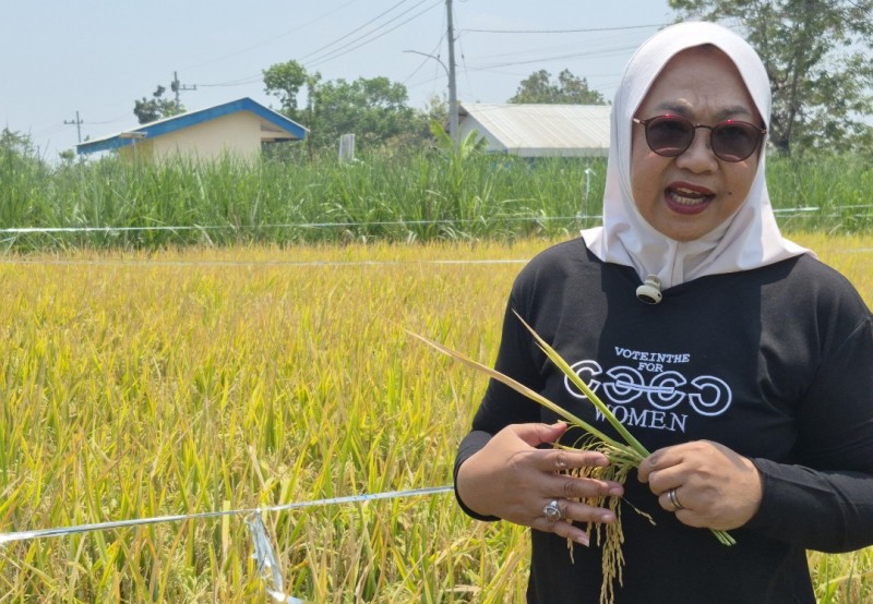 65 Hari Menuju Panen, Bu Estu Kenalkan GP-65 Bogor: &ldquo;Mari Sejahterakan Petani&rdquo;
