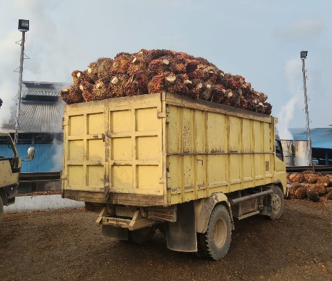 Harga TBS Rp 4060/Kg, Beli Pabrik PT KAS Hanya Rp 2980 Termurah