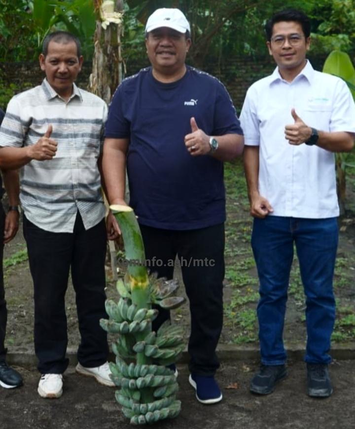 PT.Hijau Surya Berhasil Kembangkan "Pisang Kepok", Panen Perdana Dihadiri Bupati Asahan