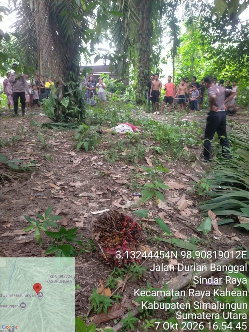 Pendodos Tewas Tertimpa Janjang Sawit