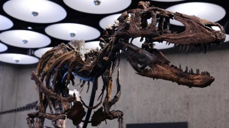 Penjualan Kerangka Dinosaurus di New York, Ini Harganya