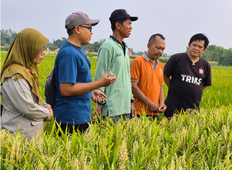 PM-AAS Bangkitkan Ekosistem Sawah di Nganjuk, PPL Heri Subiyanto Optimis Produksi Padi Tembus 10 Ton per Hektare